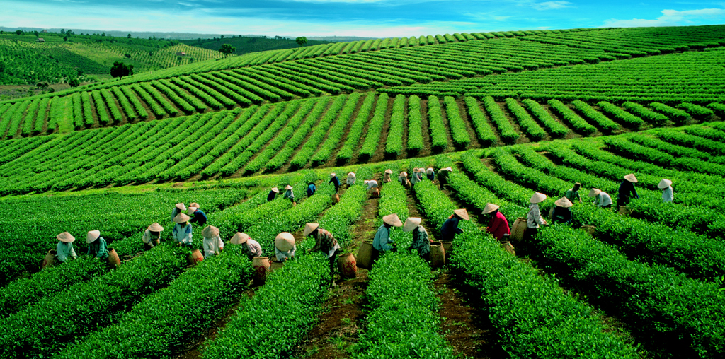 Bật Mí 5 Kinh Nghiệm Săn Mây Đồi Chè Cầu Đất Đà Lạt - Công Ty Chuyên Tư Vấn Mua Bán BDS - NChaus - Website Thuộc Sở Hữu Bởi CÔNG TY